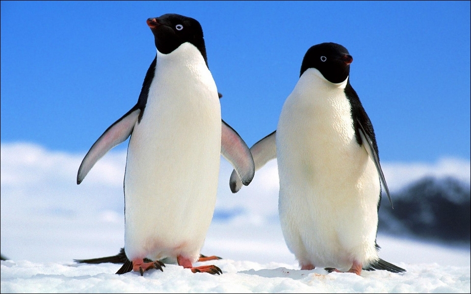 Quel est le cri du pingouin ?