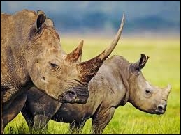 Quel est le cri du rhinocéros ?