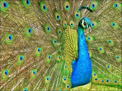 Quel est le cri du paon ?