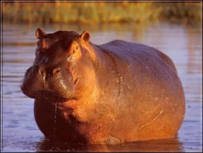 Quel est le cri de l'hippopotame ?