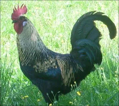 Quel est le cri du coq ?