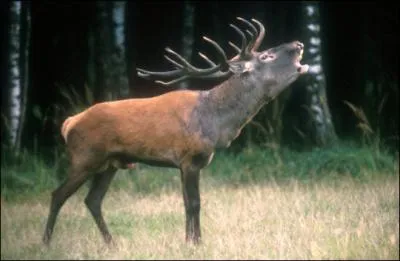 Quel est le cri du cerf ?