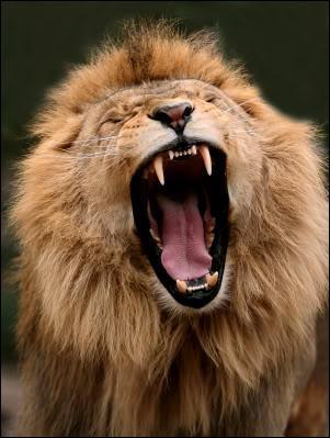Quel est le cri du lion ?