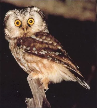 Quel est le cri de la chouette ?