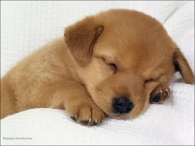 Quel est le cri du chiot ?