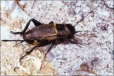 Quel est le cri du grillon ?