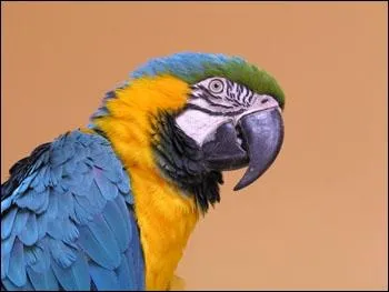 Quel est le cri du perroquet ? ( l'tat sauvage)