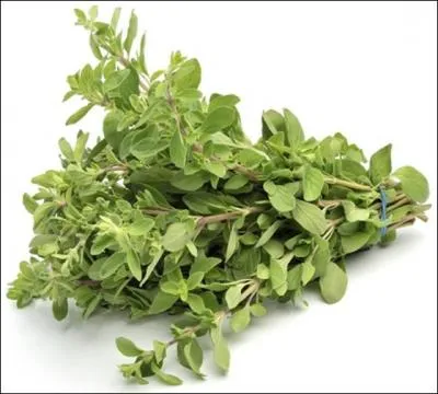 Comment se traduit la  marjolaine  en anglais ?