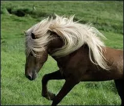 Combien d'allures possde le cheval islandais ?