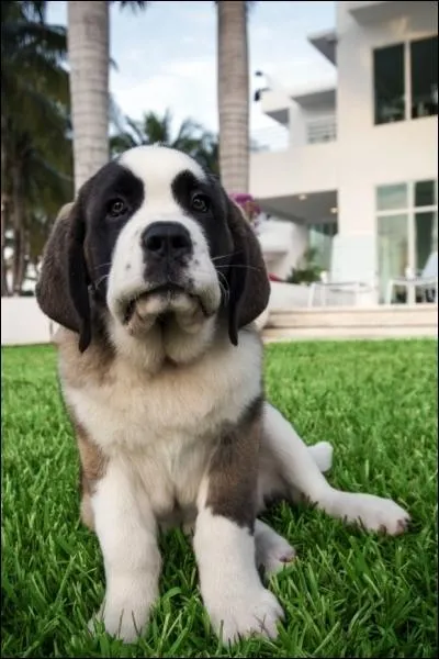 Comment s'appelle le chien qu'ils ont adopt ?