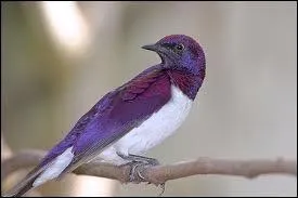 Quel animal est l'anctre de l'oiseau ?