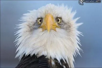 Le Pygargue  tte blanche est l'emblme des tats-Unis. Le terme latin pygargus dsignant les mmes oiseaux est  l'origine de celui-ci et signifie littralement :