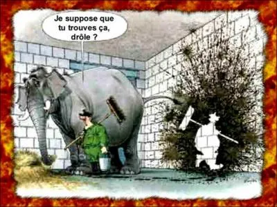 Les lphants sont des herbivores, ils passent environ trois quarts de leur temps, nuit et jour,  slectionner prparer et manger leur nourriture. Mais quelles sont ces quantits ?