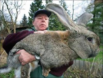 Quelle race de lapins est-ce ?