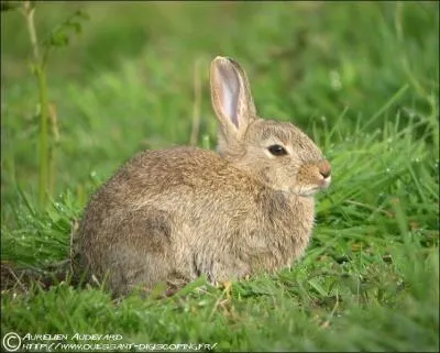 Quel est ce type de lapin ?