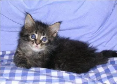 Quelle est cette race ?