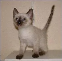 Quelle est cette race ?