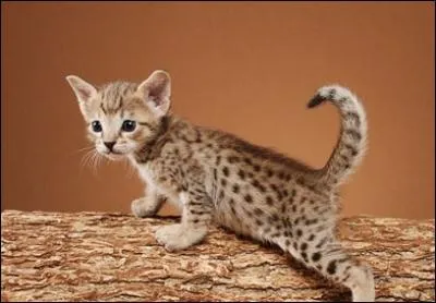 Quelle est cette race ?