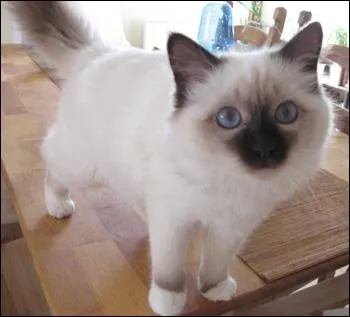 Quelle est cette race ?