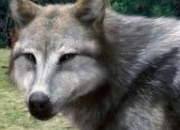Quiz Twilight : les loups-garous