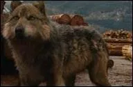 Quel est ce loup ?
