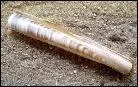Quel est ce coquillage qui s'attrape avec la bote  sel ?