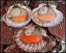 Quel est ce coquillage trs aim des fins gourmets ?