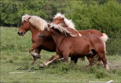 Je veux la robe et la race de ce cheval de trait !
