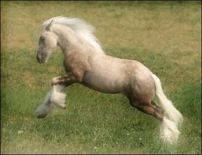 Une race et une robe pour ce magnifique cheval !