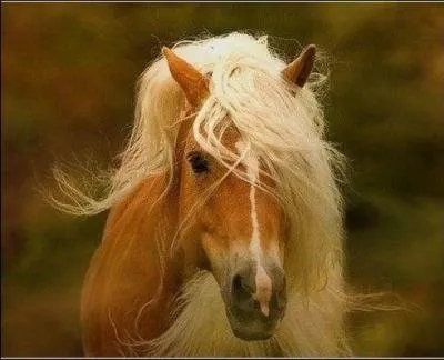 Attention plus difficile ! Une robe et une race !