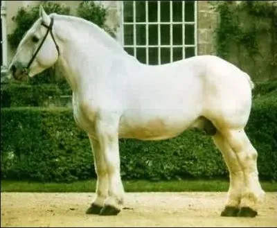 Une robe et une race pour ce magnifique cheval de trait !