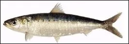 La sardine est un :