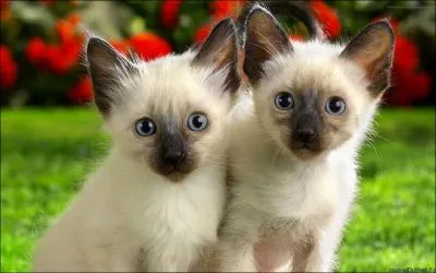 Parmi ces trois races de chats, laquelle n'existe pas ?