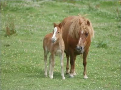 Comment appelle-t-on le petit d'un cheval ? (Le mle)