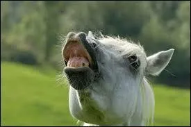 Que fais ce cheval ?