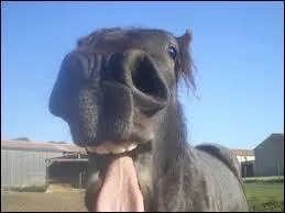 Qu'est-ce qu'une prise de longe ?