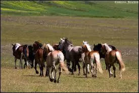 En reprise quelle distance, laisse tu avec le cheval de devant
