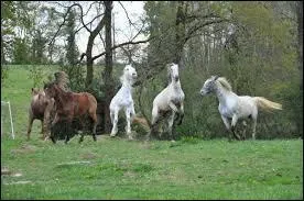 Tu aide a distribuer le foin et tu assiste a une bagarre entre tous les chevaux ! coups de cul, ruade. . que fais-tu ?