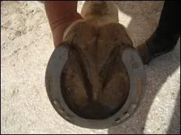 Quelles parties du cheval se situent sous le sabot ?