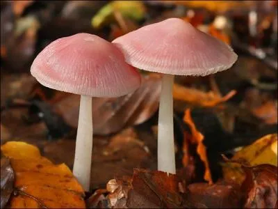 De quel champignon s'agit-il ?
