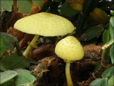 Comment se nomme ce champignon ?