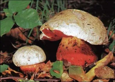 Quel Bolet est hautement toxique ?