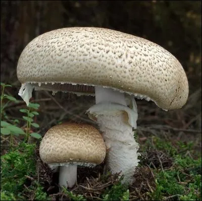 Connaissez vous le nom de cet agaric ...