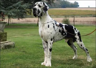 Quelle est la race de ce molosse ?