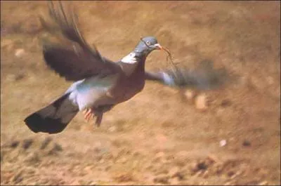 En ajoutant une lettre au nom de ce bel oiseau, appel aussi  pigeon ramier , vous pourrez crire le nom de la capitale de Blize... aie aie, pas facile celle-l. Il faut ajouter un :