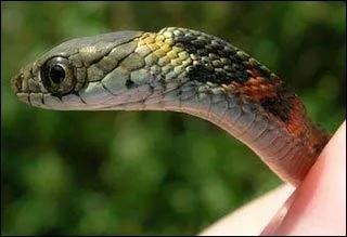 Encore plus bizarre, ce serpent est vraiment conome ! Il mange des proies venimeuses et utilise leurs toxines ! Ce serpent est un :