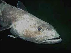 Une cinquantaine d'espces de Nototheniidae prsentent dans leur sang :