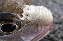 L, c'est assez insolite ! Cet animal dtruit la langue d'un poisson pour la remplacer ! Maintenant, ils vivent en symbiose. Quel gredin cet animal qui s'appelle :