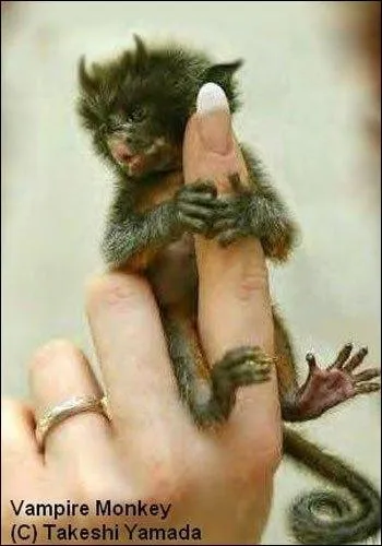 Cet effrayant animal se nourrit de sang. Qui est-ce ?