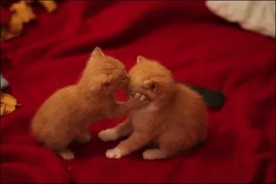 Dans ce film, il est mortel et donné par un dragon !